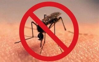 Как народными средствами избавиться от комаров?